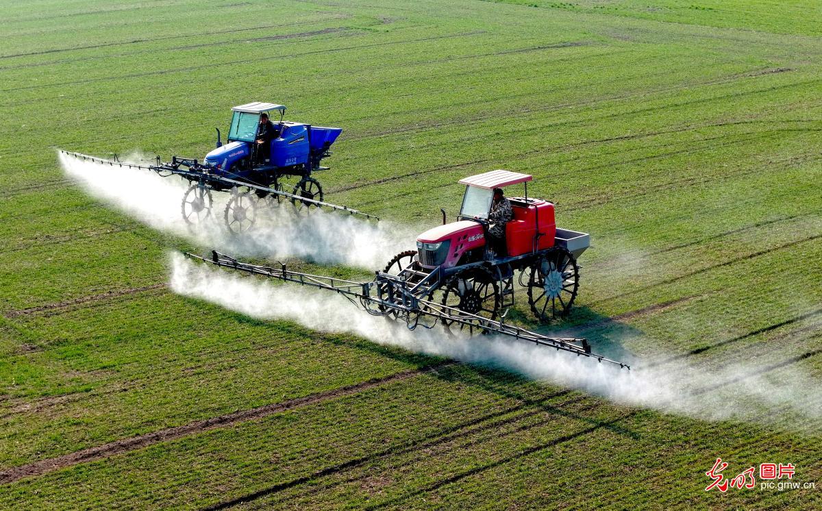 Farmers across China busy in fields as agricultural work moves ahead in orderly manner