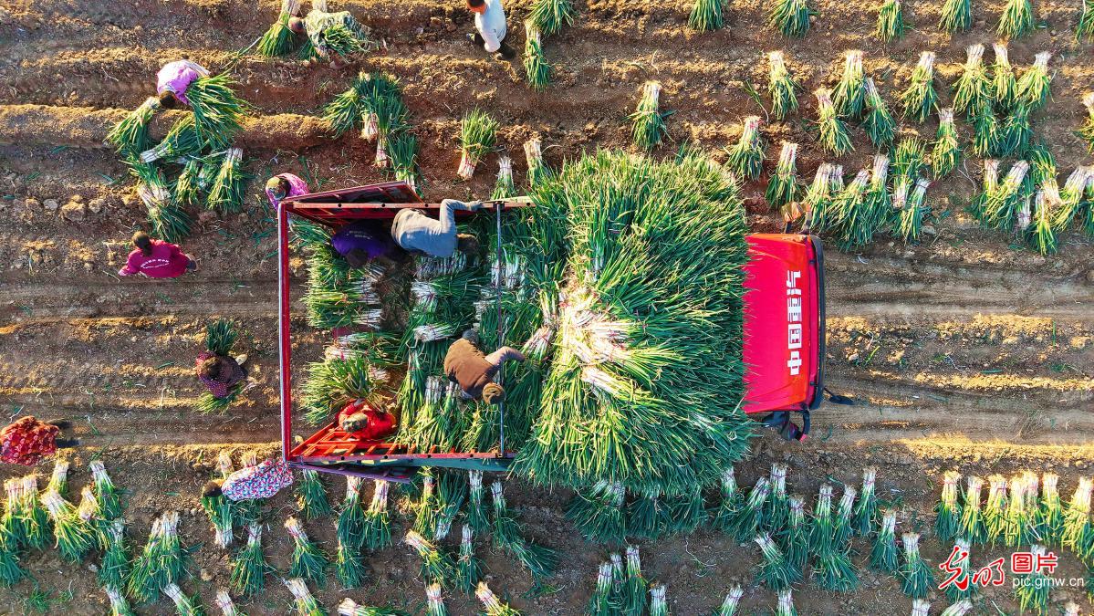 Farmers across China busy in fields as agricultural work moves ahead in orderly manner