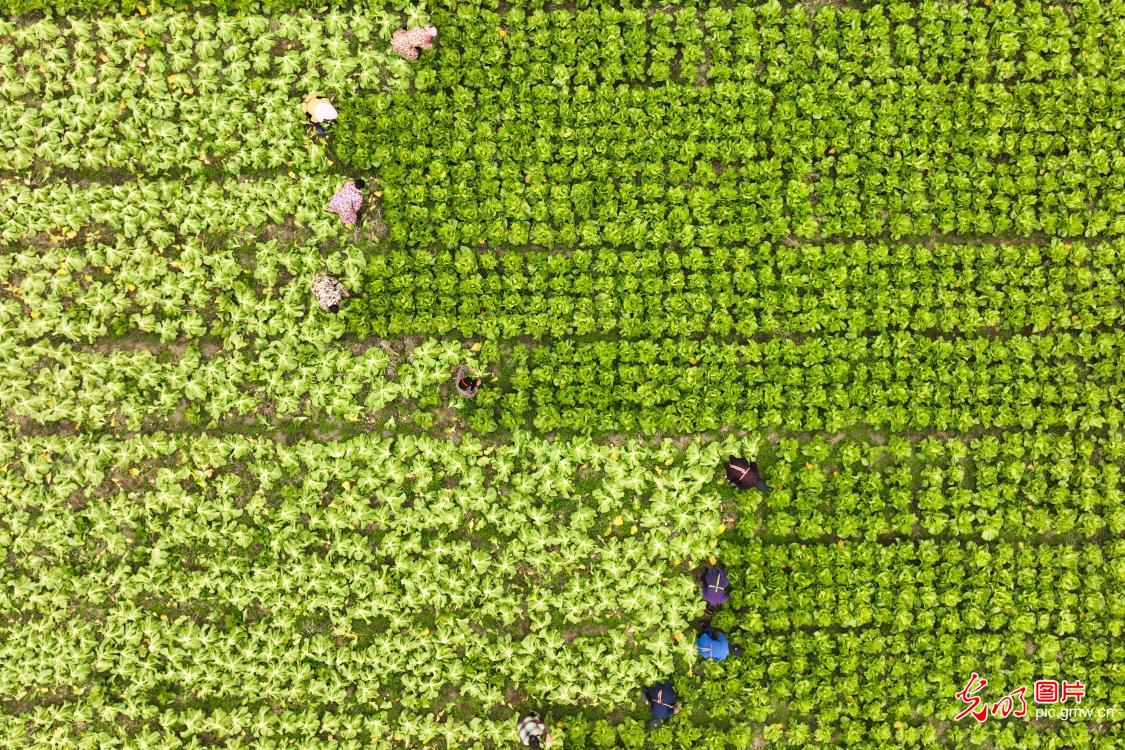Farmers across China busy in fields as agricultural work moves ahead in orderly manner