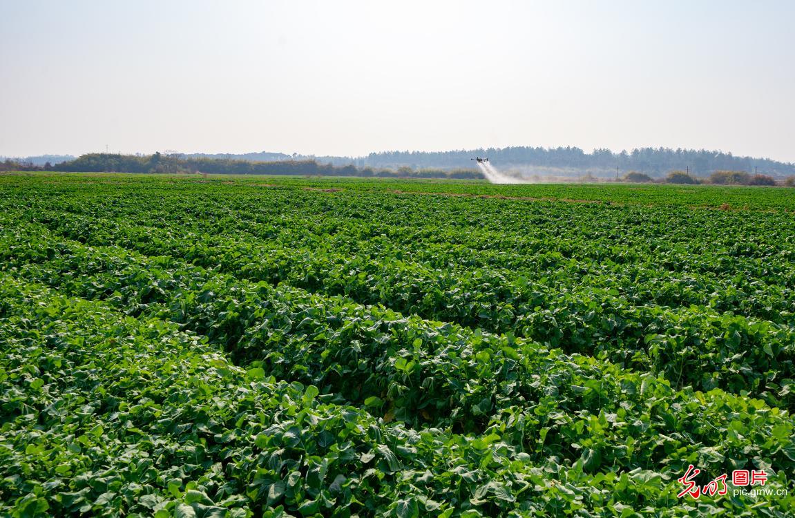 Technology empowers winter field management in E China's Jiangxi Technology empowers winter field management in E China's Jiangxi