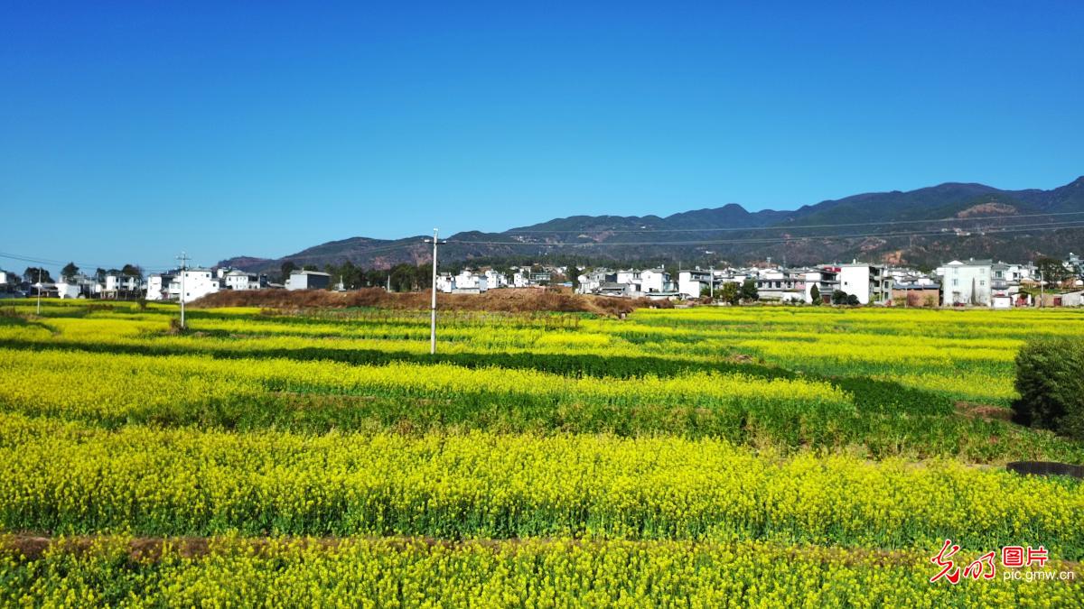 Golden rapeseed fields blanket countryside in SW China's Yunnan