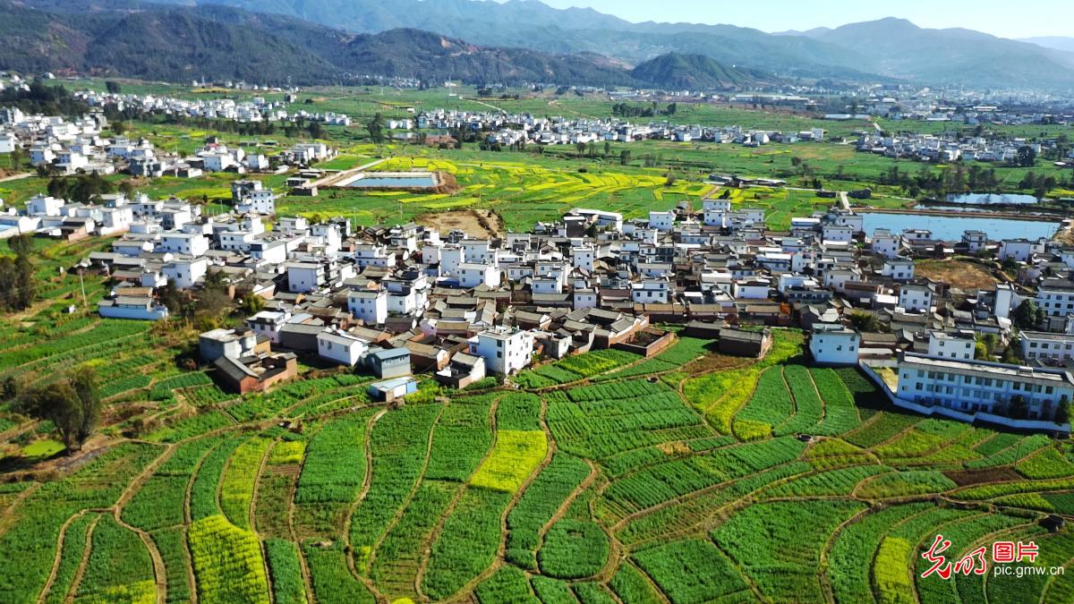 Golden rapeseed fields blanket countryside in SW China's Yunnan