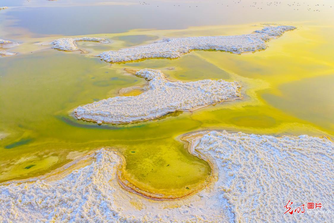 Salt flowers bloom at millenium-old salt lake in N China's Shanxi