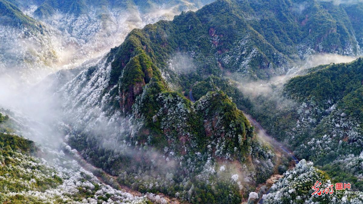 Sea of clouds and rime adorn Mangshan in C China's Hunan
