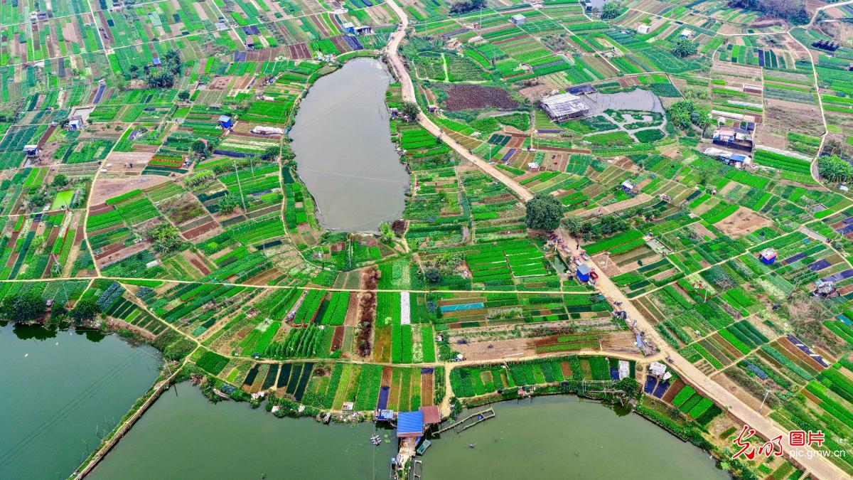 Ecological vegetable base safeguards winter supply in S China's Guangxi