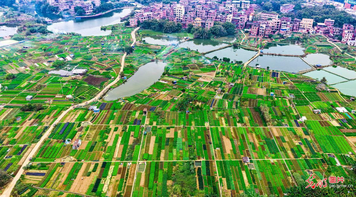 Ecological vegetable base safeguards winter supply in S China's Guangxi