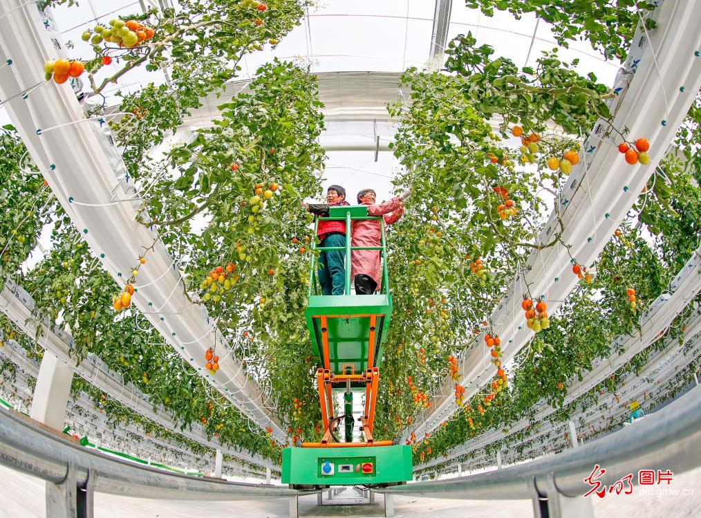 Technology supports vegetable supply for Spring Festival Technology supports vegetable supply for Spring Festival