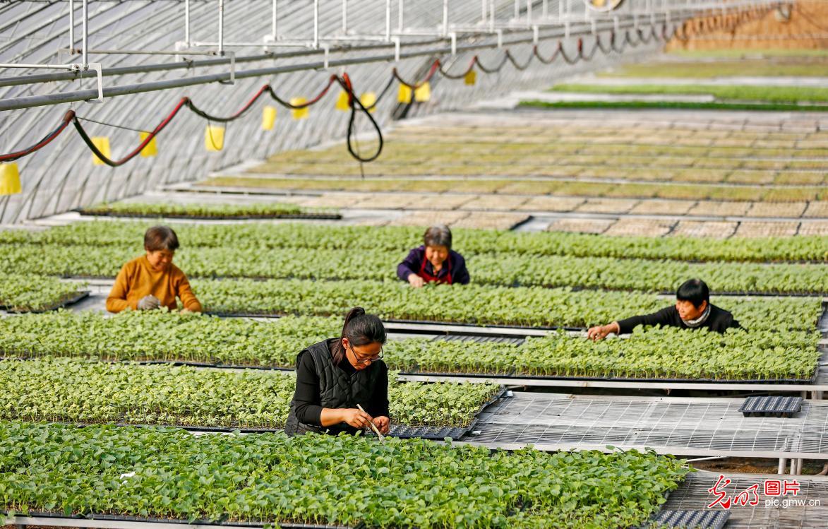 Prepares seedling cultivation for spring farming