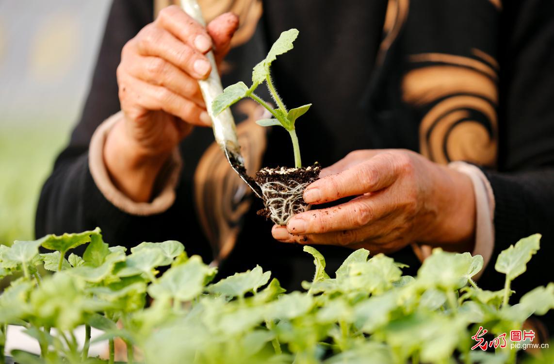 Prepares seedling cultivation for spring farming