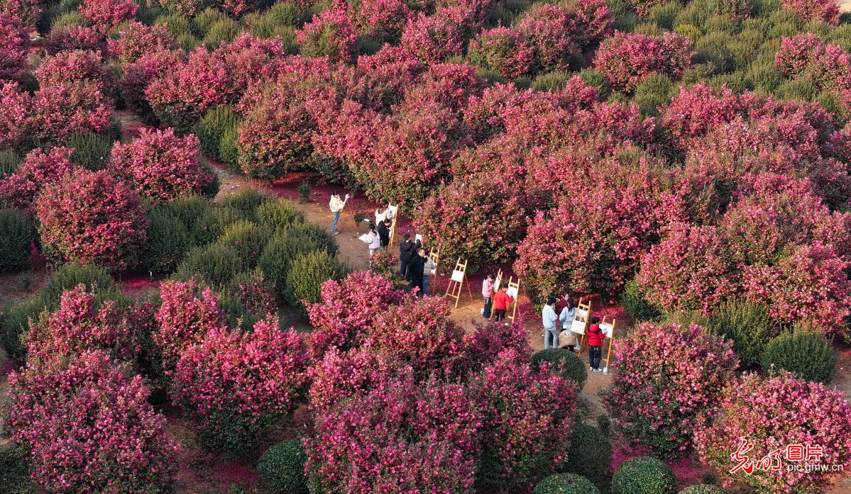 Camellias inspire art creation in E China's Jiangxi