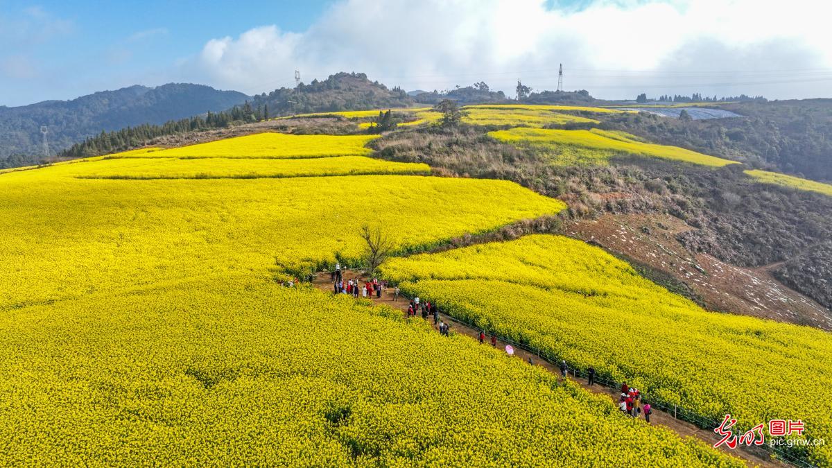 Rapeseed flowers boost rural tourism in SW China's Yunnan