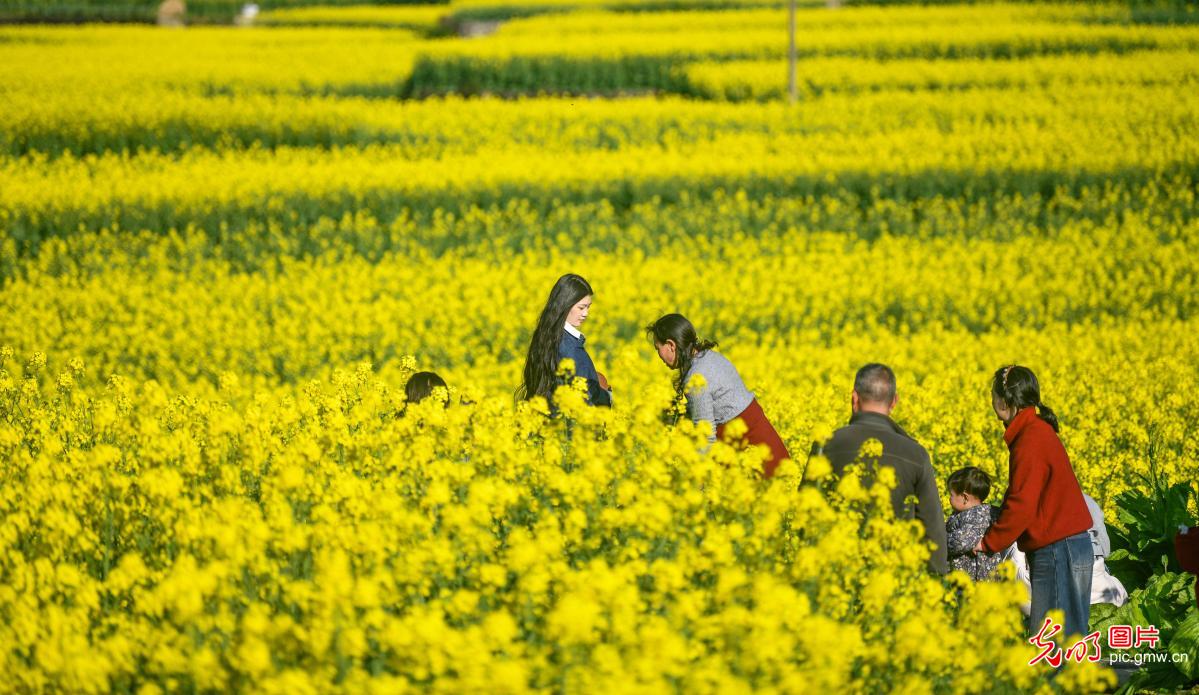 Rapeseed flowers bloom in Guizhou's Wanfenglin Scenic Area