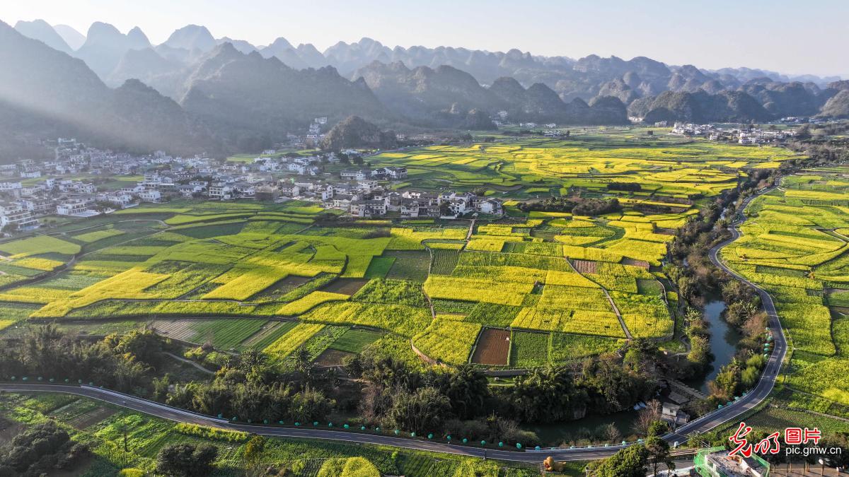 Rapeseed flowers bloom in Guizhou's Wanfenglin Scenic Area