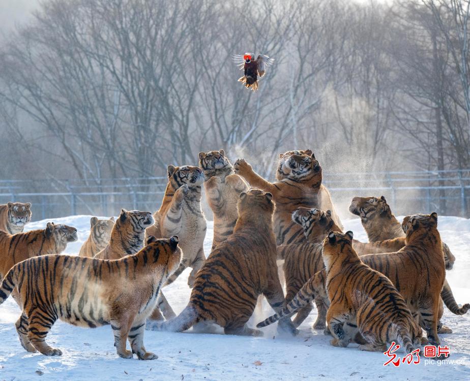 Siberian tigers frolic in snow at Heilongjiang tiger park