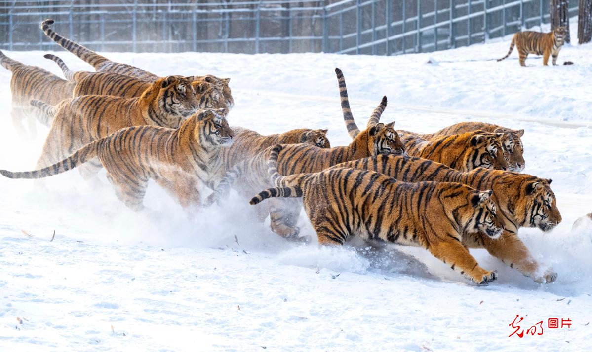 Siberian tigers frolic in snow at Heilongjiang tiger park