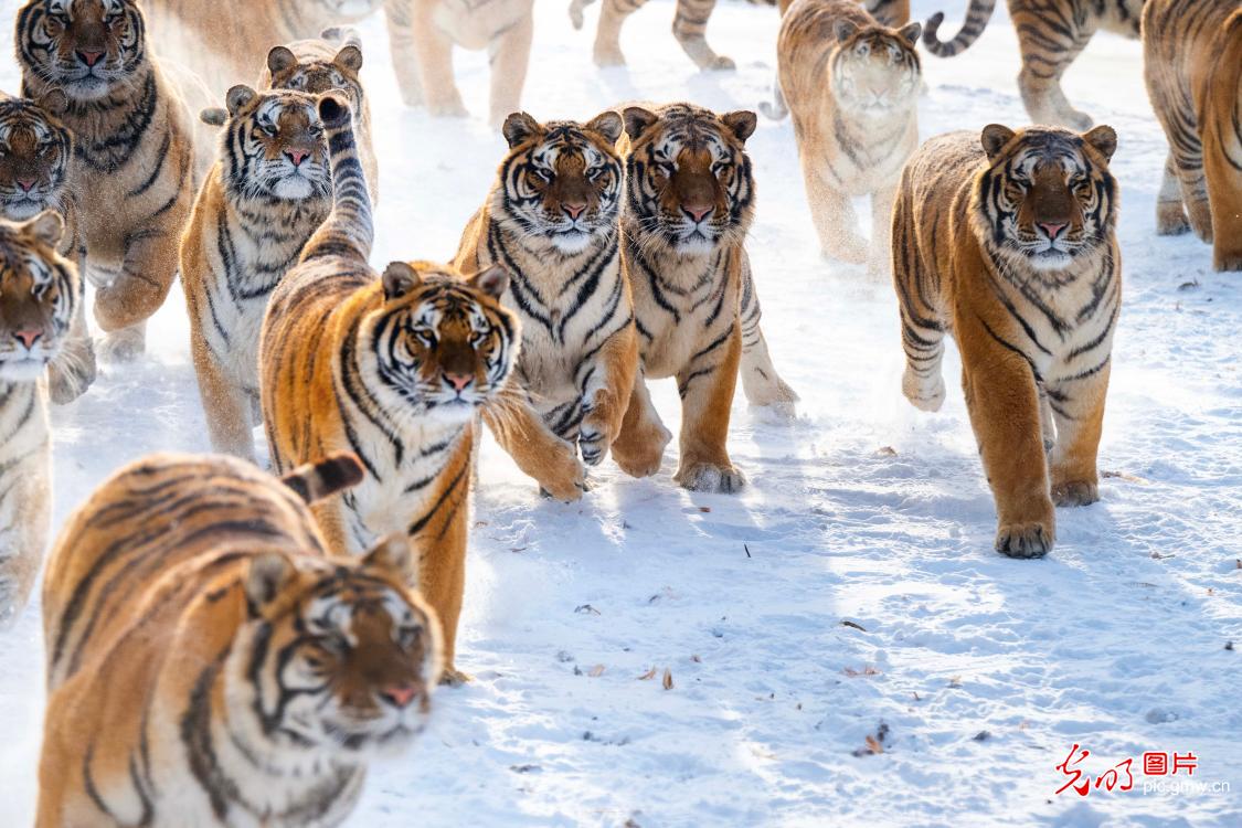 Siberian tigers frolic in snow at Heilongjiang tiger park