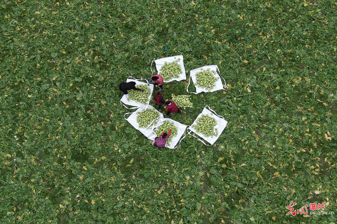 Harvesting selenium-enriched vegetables in central China's Hubei Harvesting selenium-enriched vegetables in central China's Hubei