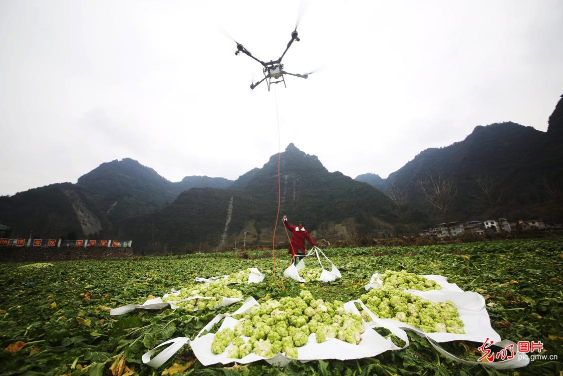 Harvesting selenium-enriched vegetables in central China's Hubei Harvesting selenium-enriched vegetables in central China's Hubei