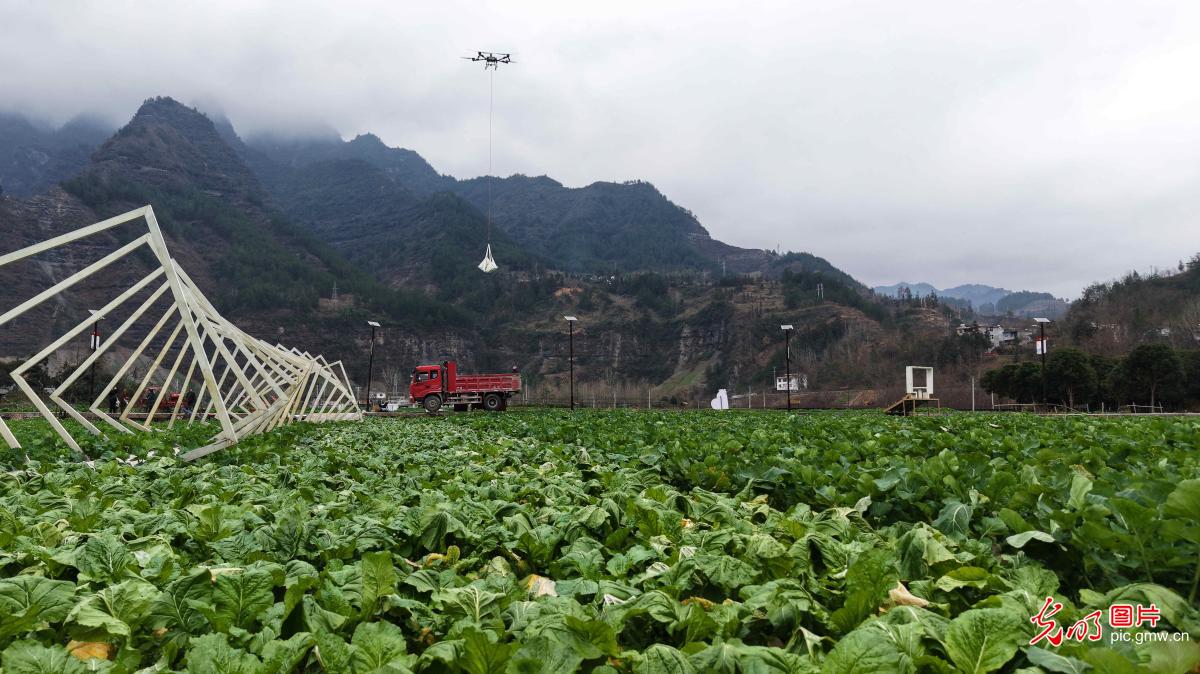 Harvesting selenium-enriched vegetables in central China's Hubei Harvesting selenium-enriched vegetables in central China's Hubei