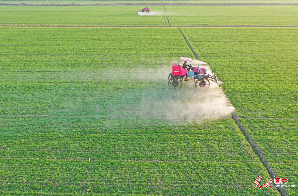 Start of spring ushers in wheat field management in E China's Anhui