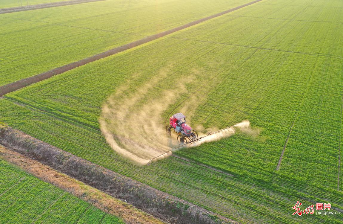 Start of spring ushers in wheat field management in E China's Anhui
