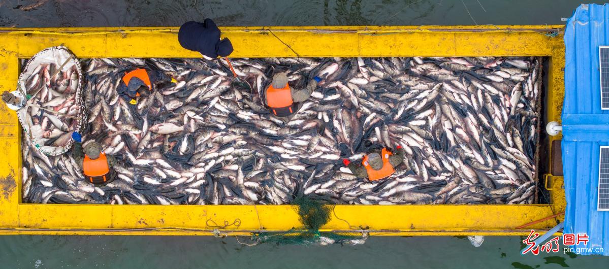 Winter fishing season opens in Luoyang City