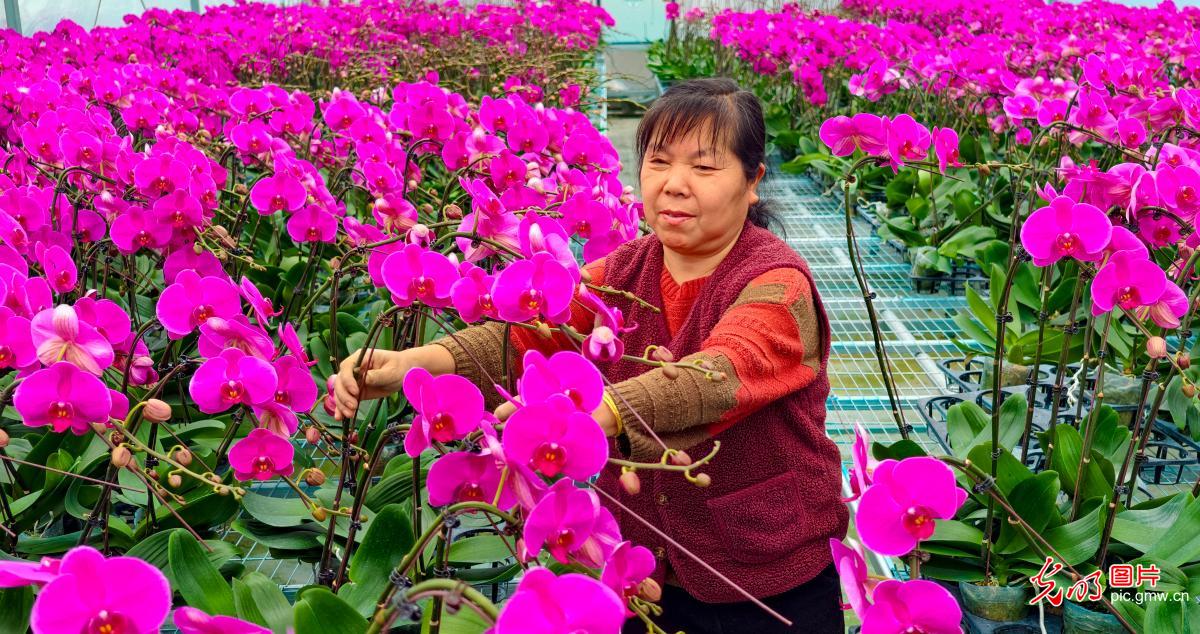 Spring Festival flower markets flourish across China
