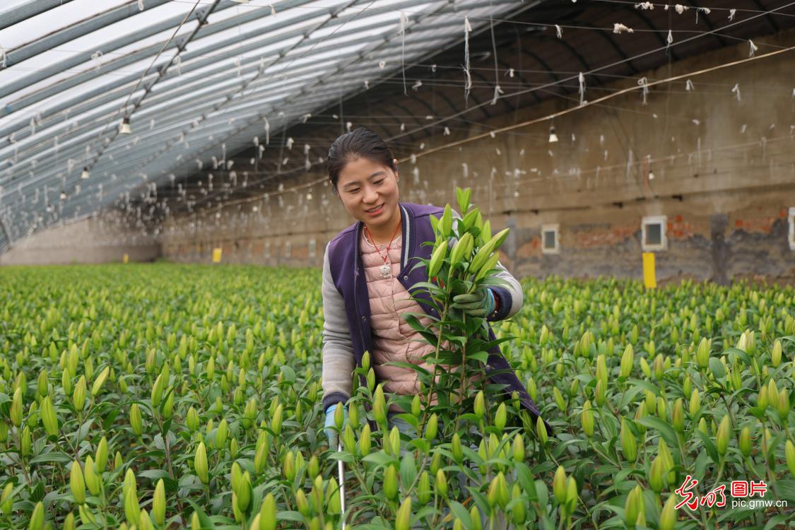 Spring Festival flower markets flourish across China