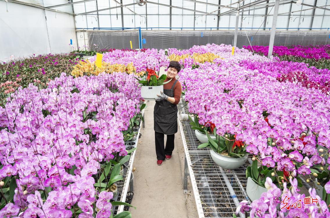 Spring Festival flower markets flourish across China