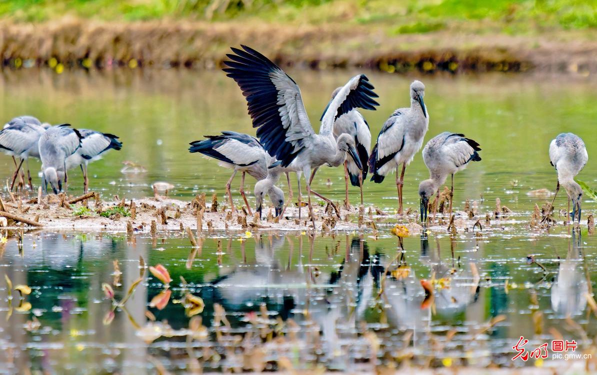 Asian openbill storks winter at wetland park in SW China's Yunnan Asian openbill storks winter at wetland park in SW China's Yunnan