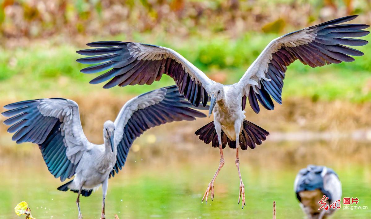 Asian openbill storks winter at wetland park in SW China's Yunnan Asian openbill storks winter at wetland park in SW China's Yunnan