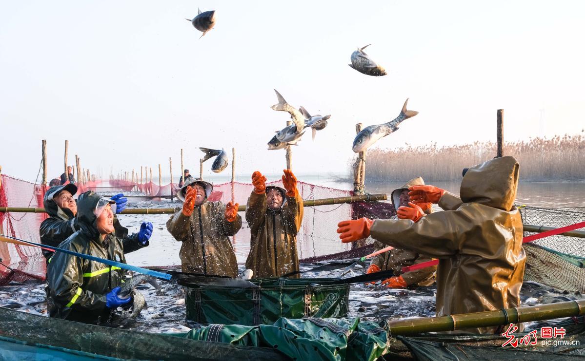 Winter fishing scenes showcase harvest and festive cheer across China