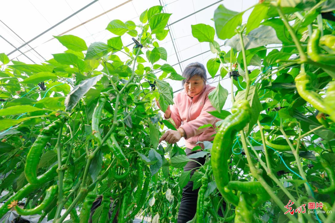 Beginning of Spring ushers in seasonal vitality across China