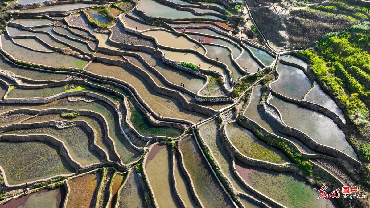 Hani Rice Terraces shimmer in water-filled season in SW China's Yunnan