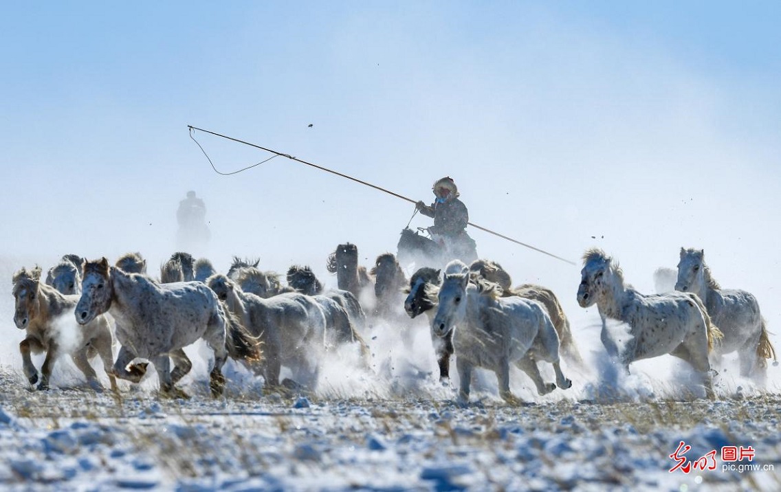 Snowfield horse training in N China's Inner Mongolia