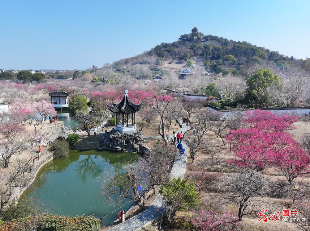 Spring plum blossoms draw crowds in E China's Suzhou