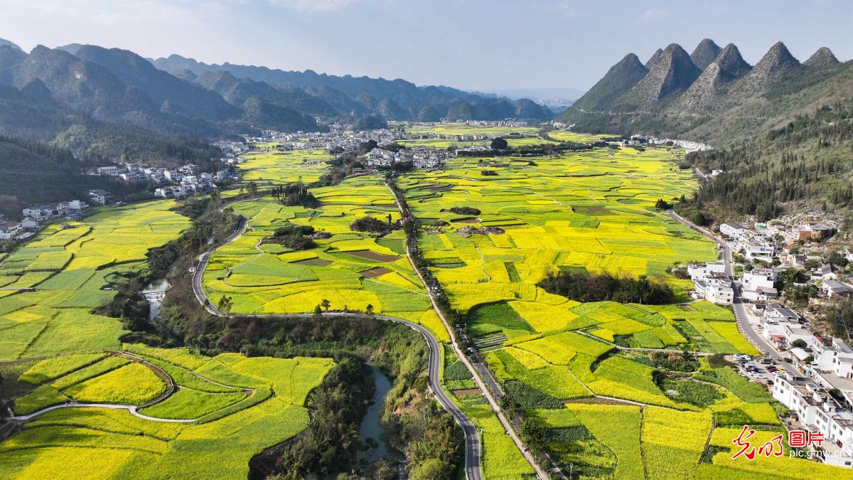 Rapeseed flowers bloom at Wanfenglin Scenic Area in SW China's Guizhou