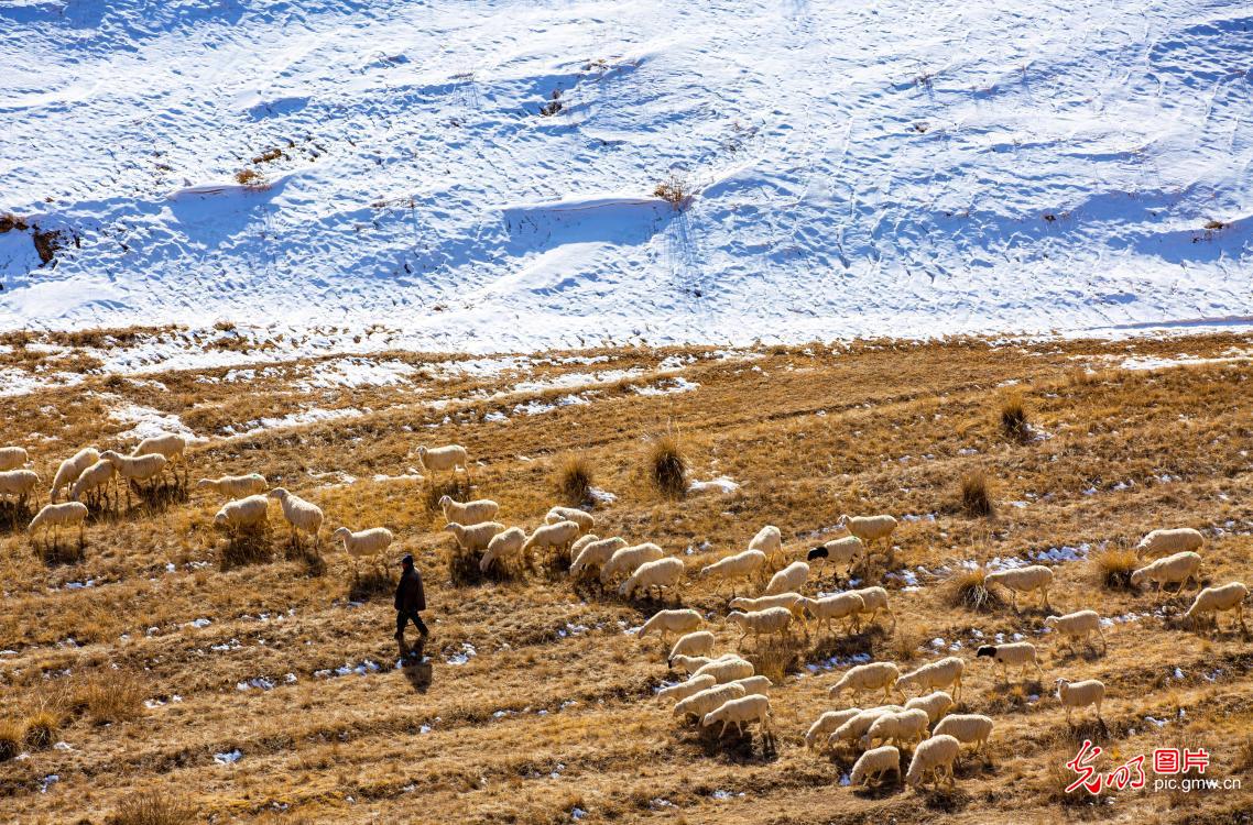 Herders graze sheep on early spring grassland in NW China's Gansu Herders graze sheep on early spring grassland in NW China's Gansu