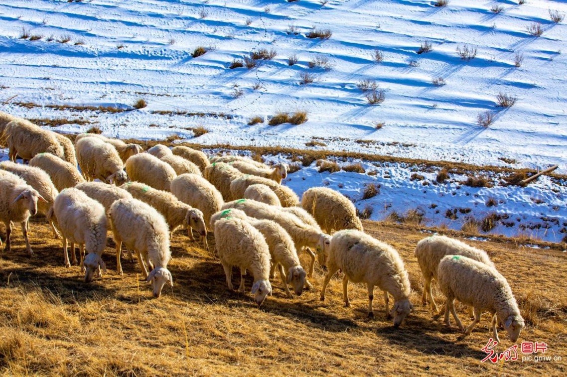 Herders graze sheep on early spring grassland in NW China's Gansu Herders graze sheep on early spring grassland in NW China's Gansu