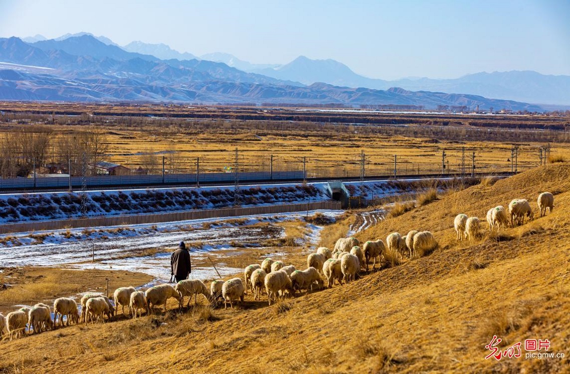 Herders graze sheep on early spring grassland in NW China's Gansu Herders graze sheep on early spring grassland in NW China's Gansu