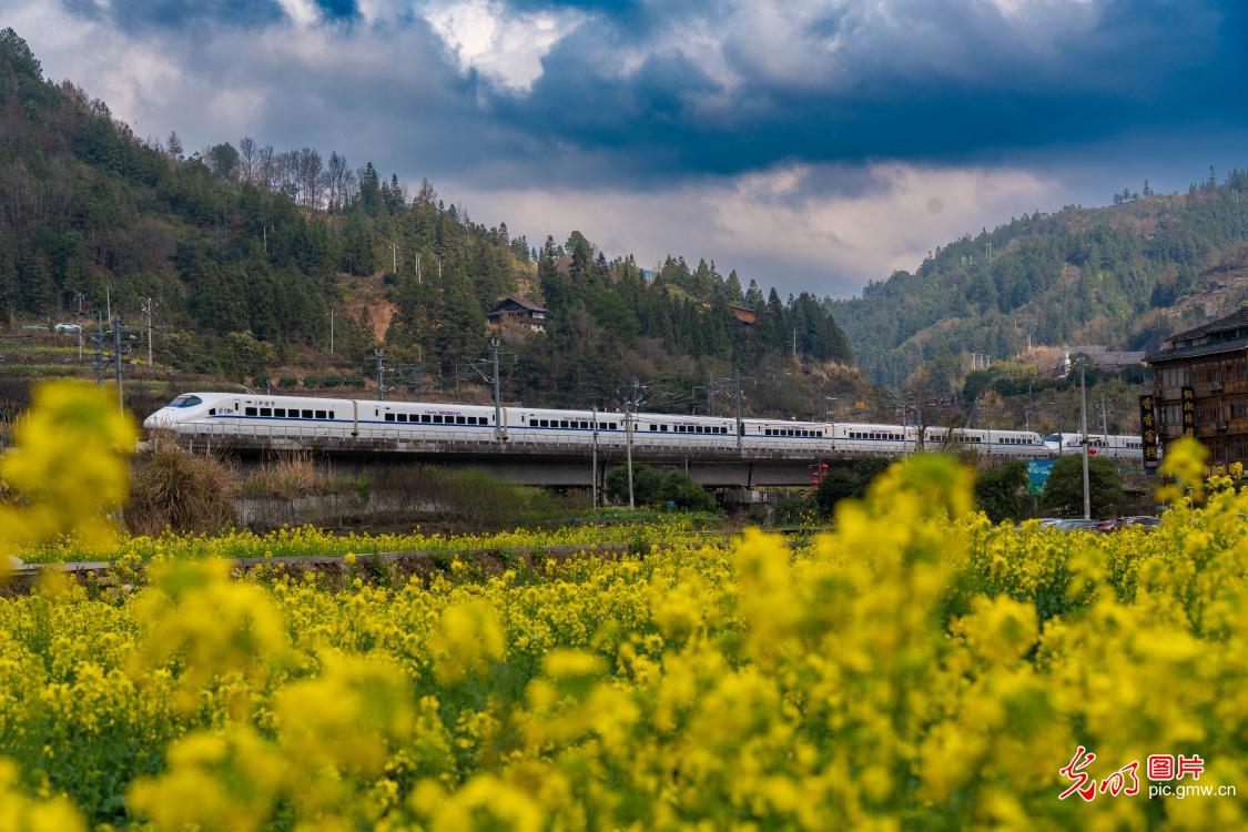 Trains traverse golden rapeseed seas as spring unfolds Trains traverse golden rapeseed seas as spring unfolds