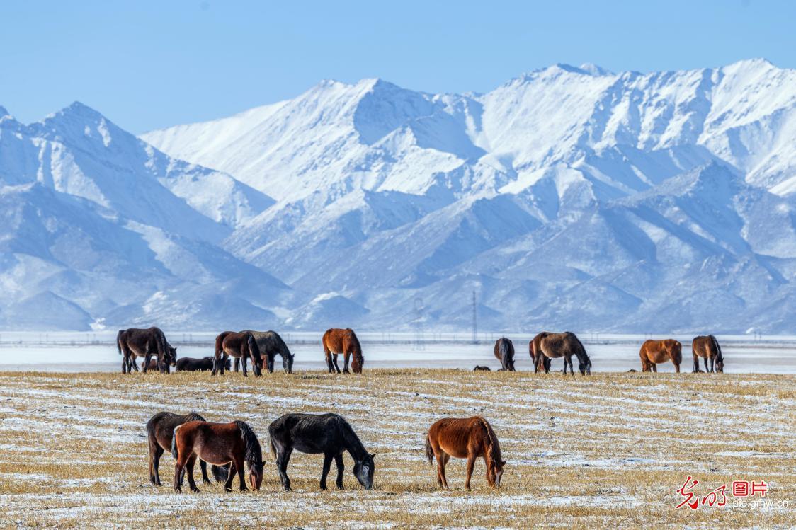 Galloping horses on spring snowfields in NW China's Gansu