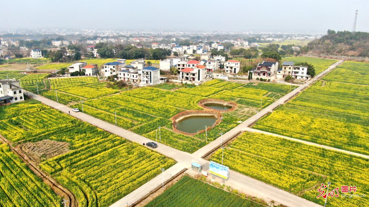 Rapeseed blossoms paint spring landscape in E China's Jiangxi