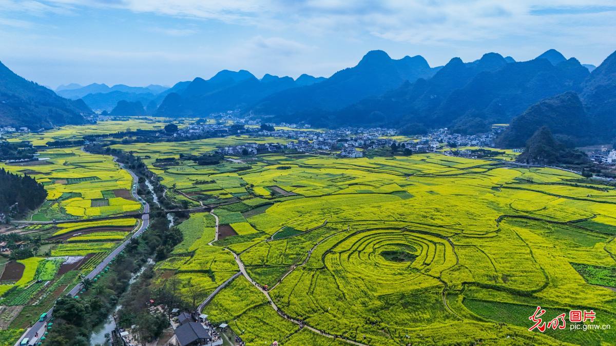 Rapeseed flowers create stunning scenery in SW China's Guizhou