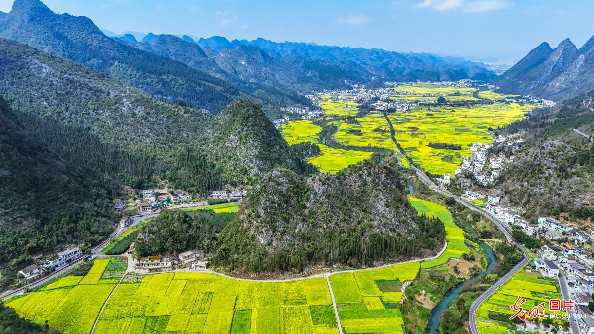 Rapeseed flowers create stunning scenery in SW China's Guizhou