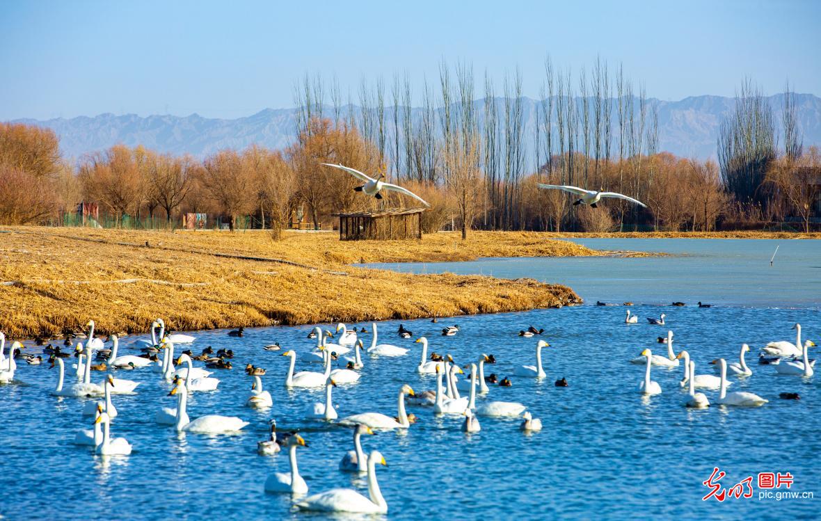 Migratory birds thrive at Gansu's Zhangye National Wetland Park