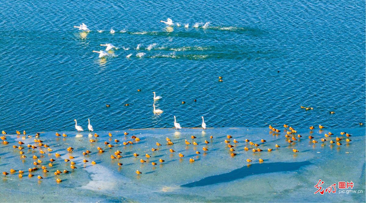 Migratory birds thrive at Gansu's Zhangye National Wetland Park