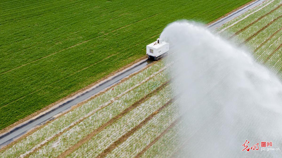 Smart irrigation supports spring farming in C China's Henan