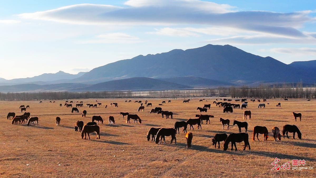 Spring arrives at Inner Mongolia pastures