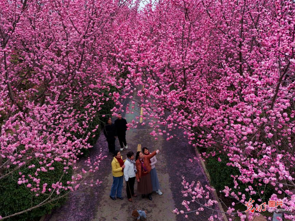 Red plum blossoms draw visitors in C China's Henan